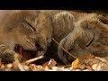 Lioness Cuddles Her Newborn Cubs BBC Earth