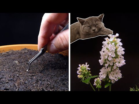 Growing Catnip Time Lapse - Seed To Flower In 56 Days
