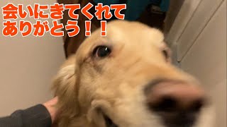 犬好き必見　階段を駆け降りて挨拶にやてくるゴールデンレトリバー