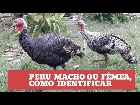 Our turkeys weren't a pair, they were two males 🤣 typical country life