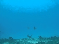 2012 11 07 Dive Hawaii AVI