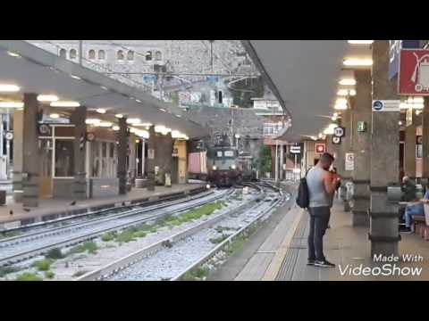 Caimano in transito a principe