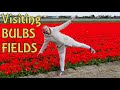 BULB FLOWER FIELDS IN THE NETHERLANDS BULB FLOWERS PART 2