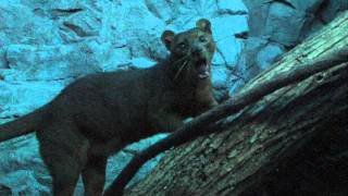 preview picture of video 'Zoo View Fossa - Cincinnati Zoo'