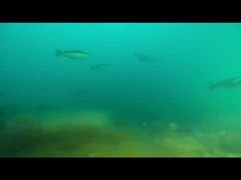 Gladius ROV test Norway