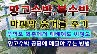 [텃밭농부 1,586]  망고수박. 복수박. 마지막 웃거름 주고 공중에 메다는 방법 #망고수박재배 #복수박재…