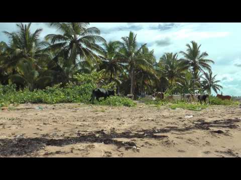 Playa Limón unverändert wie vor 500 Jahren - 1080/50p