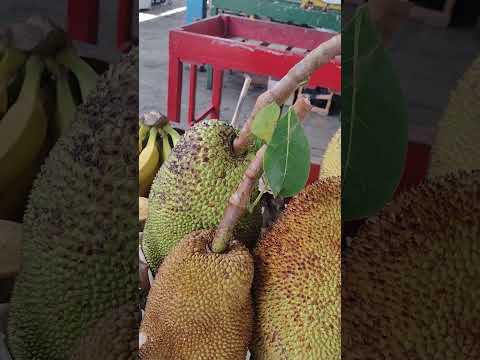 JACA FEIRA DE SANTA INÊS BAHIA #shorts #feira #santainês #bahia #frutas #turismo #cultura