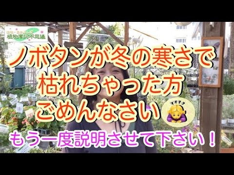 冬の牡丹の世話はどうすればいいですか？彼らを守るための手順を見つけてください!  庭園