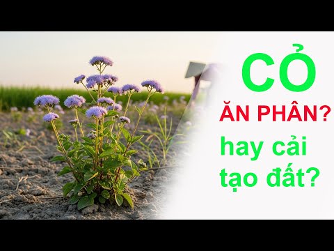 Video vườn Sầu Kiến