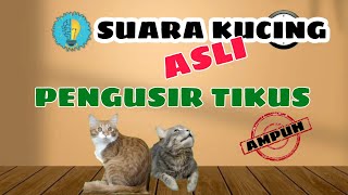 Download lagu SUARA KUCING PENGUSIR TIKUS mp3