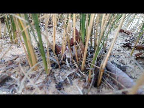 Desert South Russian tarantula amidst a sea of sand. Lucky author @DenisKorza 🕷️🕸️