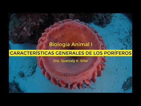 Características Generales de los Poríferos (Esponjas)