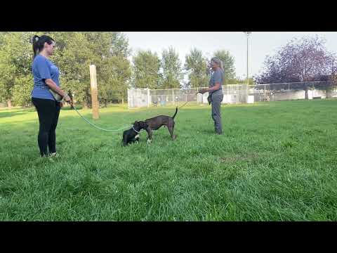 Nehemiah & Bolivia leash test