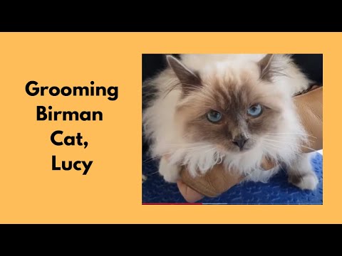 Grooming A Birman Cat
