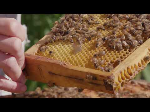 KRAV certifierad biodling - Framtidens Frukt