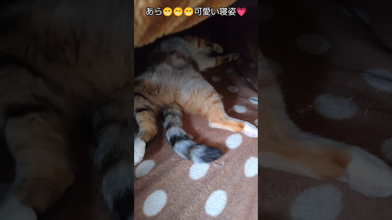 こたつの中のみーちゃんが可愛いすぎる　#子猫#保護猫#猫のいる暮らし