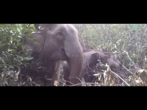 The journey of MeBai and her Mother - ElephantNews