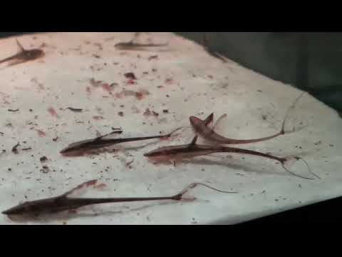 STURISOMA AUREUM - Goldbartwels (12/2020)