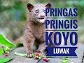 Pringas Pringis Koyo Luwak