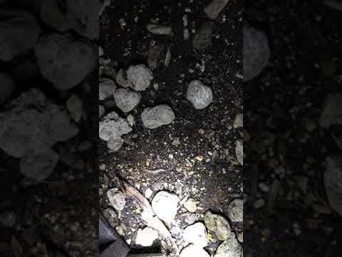 害虫を狩る植物は何ですか?げっ歯類、ナメクジ、昆虫に対する最強の防虫種！  庭園