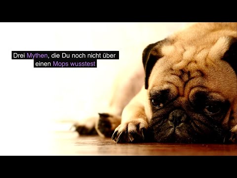 Drei Mythen die du unbedingt über den  Mops wissen musst 🥰 #mops #hunde