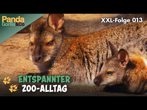 XXL-Spezial: Abenteuer im Zoo-Alltag  | Panda, Gorilla & Co.