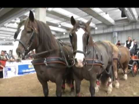 FIERACAVALLI E LA VIABILITA'