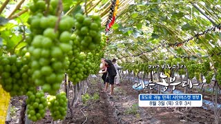 [나는농부다 260회 예고] 포도로 귀농 만족! 샤인머스캣 부부