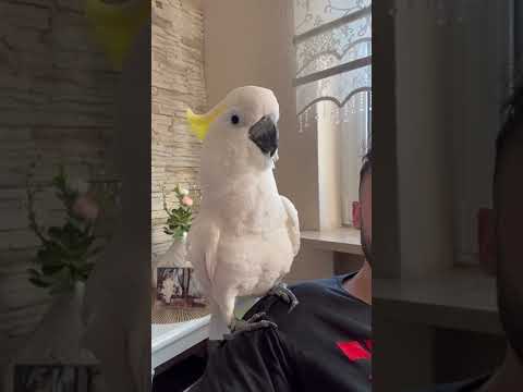 Kakadu Coco mit seiner süßen Stimme 😍😂