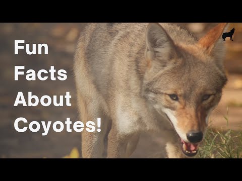 22 Fun and Amazing Facts About Coyotes