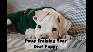 Potty Training Your Deaf Puppy