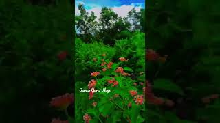 Most Beautiful Village Flowers 🌼 Short WhatsApp Status Video Lovell #shorts #viralshort