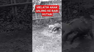Download lagu MELATIH ANAK ANJING BULL TERRIER TEMPUR KE BABI HUTAN‼️ #babihutan #anjingpemburu #shortsvidio mp3