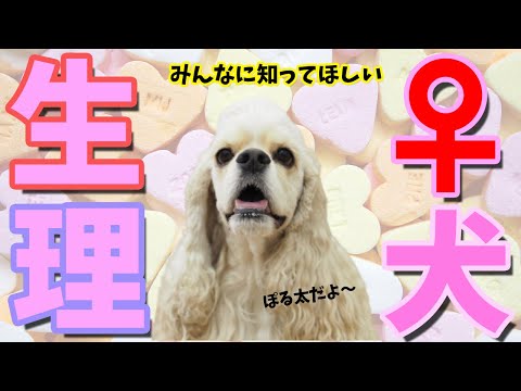 発情期の犬:症状と期間