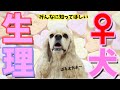 What All Dog Owners Need To Know About Female Dog Physiology And Estrus