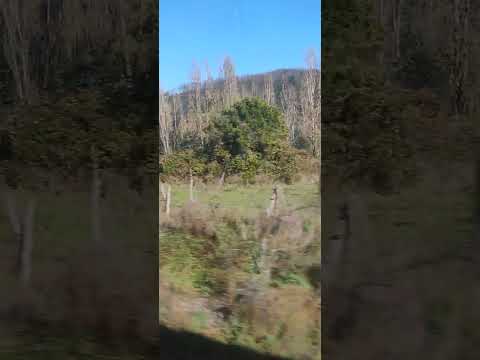 BioTren, hacia San Rosendo, Bío Bío - 25 de abril del 2026, 10:36