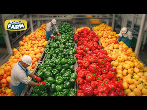 How MILLIONS of Colorful Bell Peppers Are Grown And Sorted Every Day