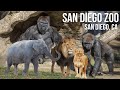 San Diego Zoo Walking Tour 4K UHD
