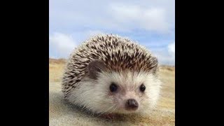 は