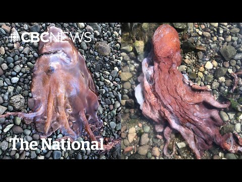 #TheMoment a rare 7-armed octopus was spotted in B.C.