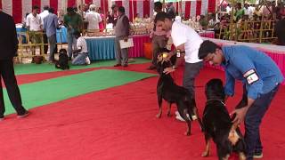 preview picture of video 'Madurai canine club dog show 2014'