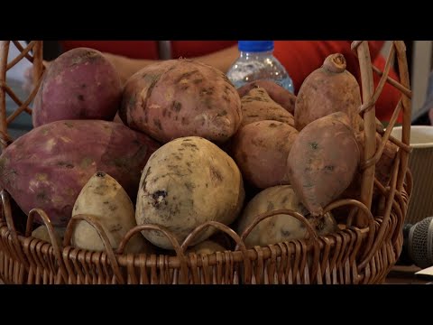 CARDI Strengthens Sweet Potato Sector Through Research And Training