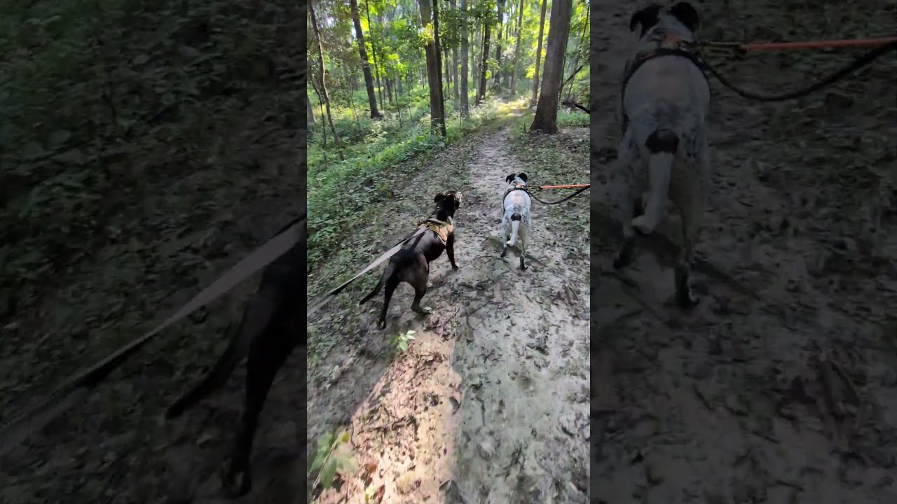 Enlarge Oreo , a ADOPTABLE mixed breed in Mount Carmel, IL video 3/6