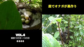 庭でオナガが巣作り vol.4　ひたすら温める！