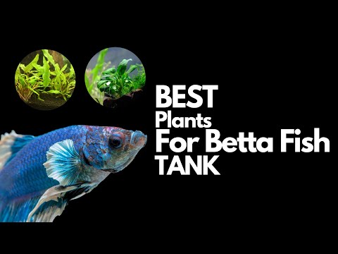 11 of The Best Plants for Betta fish (with STATS)