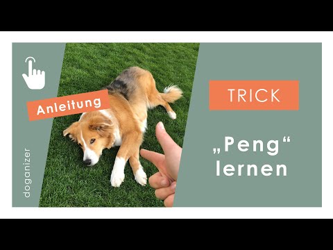 Teaching your dog "bang" | Learn "dead dog" quickly | Trick