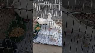 #foryoupage #australian white dove