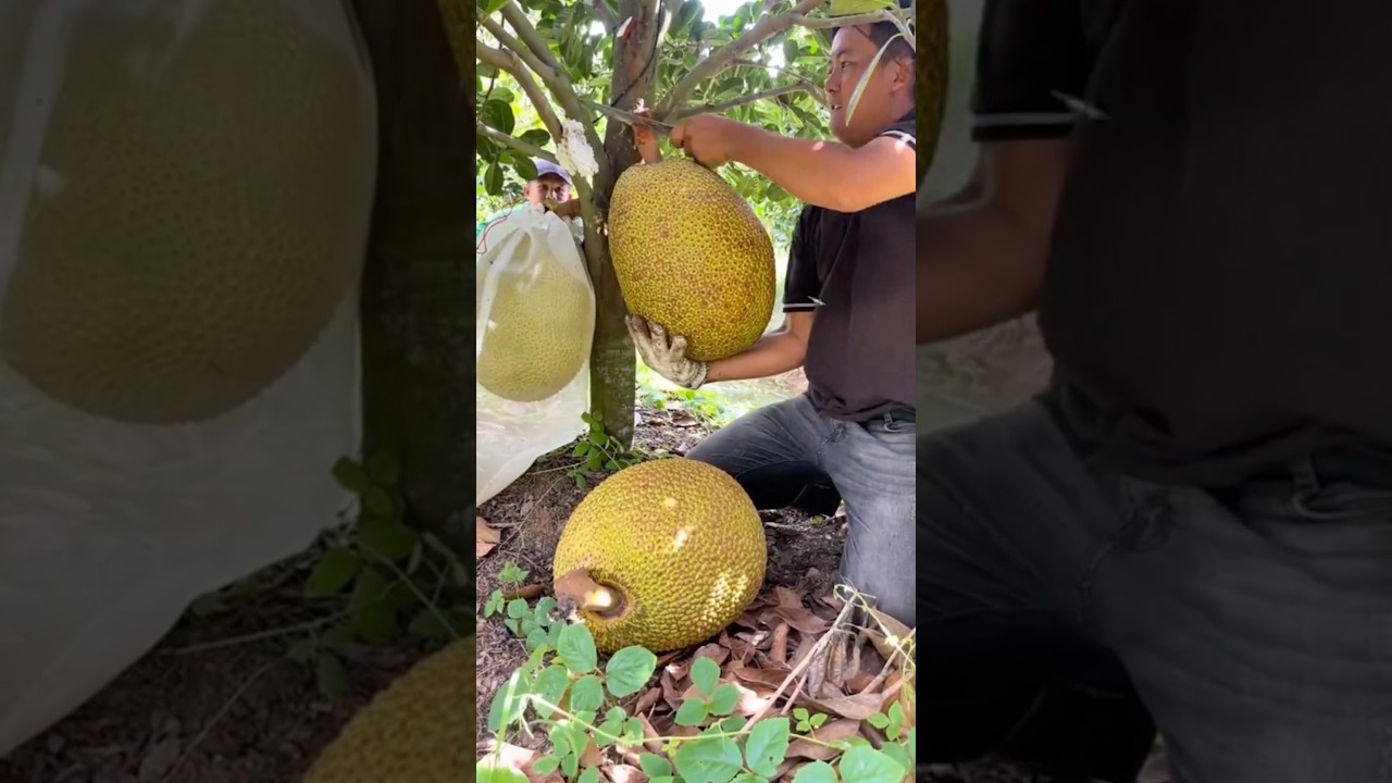 How Thai Farmers Harvest Giant Jackfruits @HappyFarm85