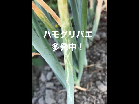 (カメリア・オーリデラ)